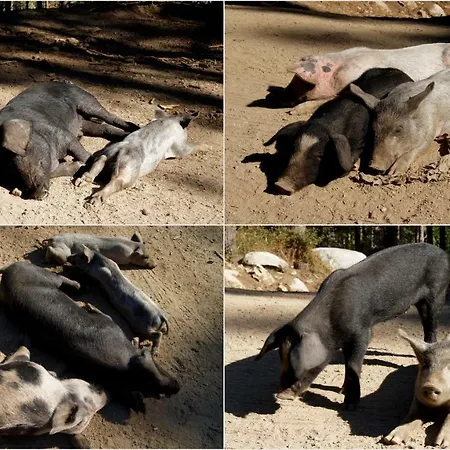 Lozari Apartamento *