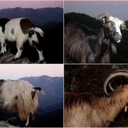 Lejlighed Lozari Belgodère