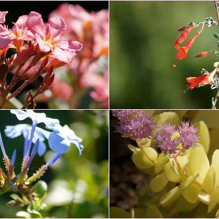 Apartment Lozari Belgodère