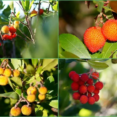 Lozari Apartamento Belgodère