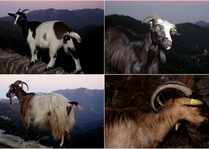Appartamento Lozari Belgodère