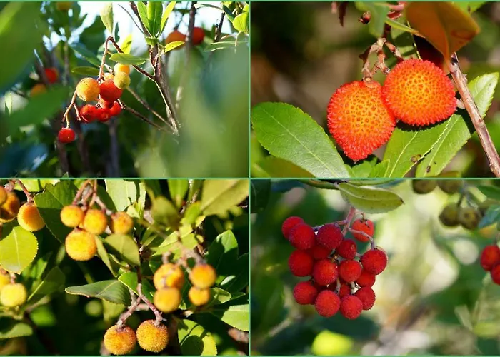 Lozari Apartmán Belgodère